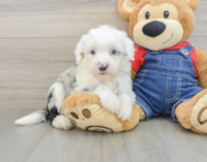 6 week old Mini Sheepadoodle Puppy For Sale - Puppy Love PR