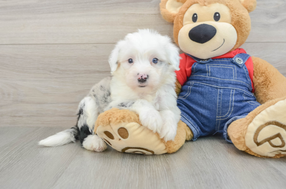 6 week old Mini Sheepadoodle Puppy For Sale - Puppy Love PR