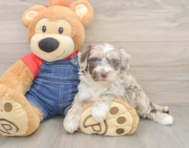 7 week old Mini Sheepadoodle Puppy For Sale - Puppy Love PR
