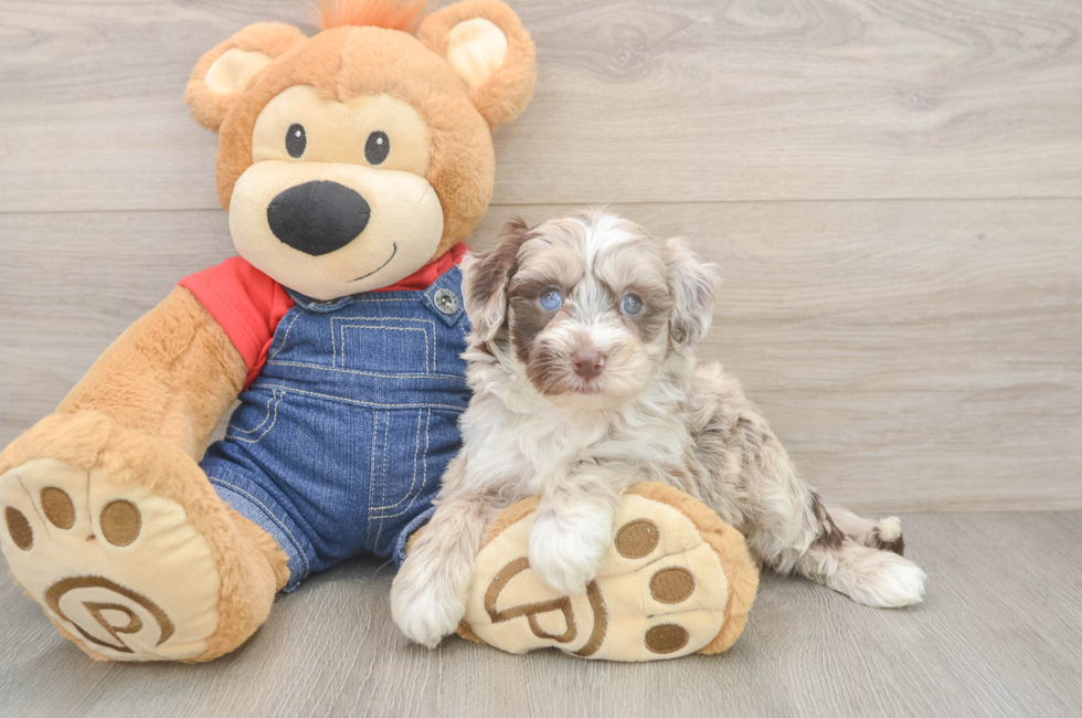 5 week old Mini Sheepadoodle Puppy For Sale - Puppy Love PR