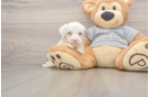 Sweet Mini Sheepadoodle Baby