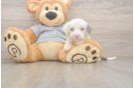 Fluffy Mini Sheepadoodle Poodle Mix Pup