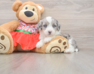 7 week old Mini Sheepadoodle Puppy For Sale - Puppy Love PR