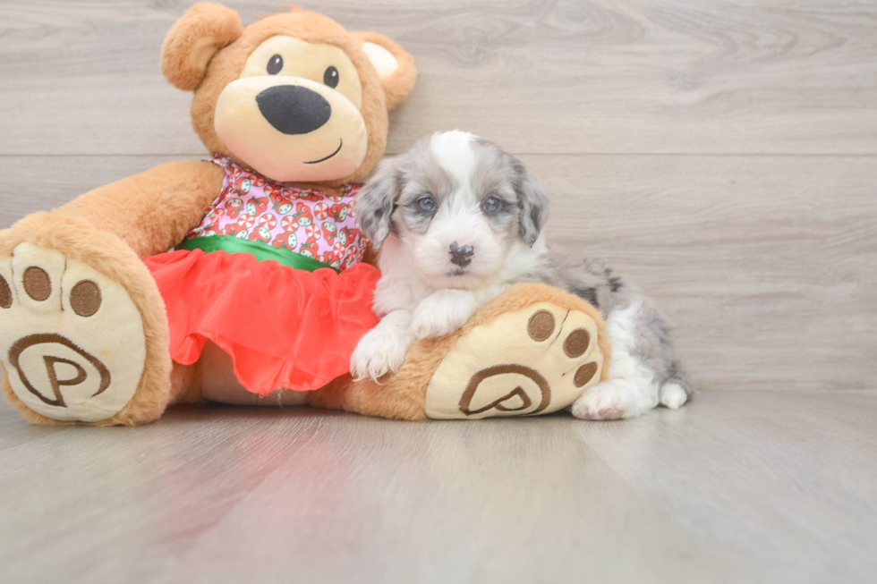 Mini Sheepadoodle Pup Being Cute