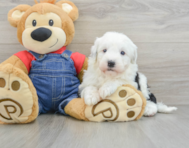 5 week old Mini Sheepadoodle Puppy For Sale - Puppy Love PR