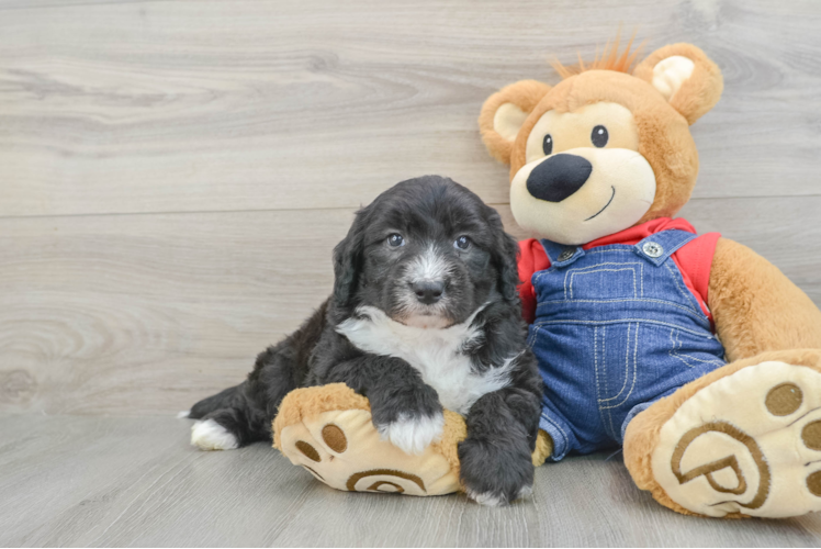 Adorable Sheepdogpoo Poodle Mix Puppy