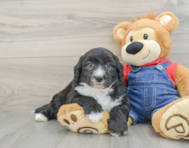 7 week old Mini Sheepadoodle Puppy For Sale - Puppy Love PR