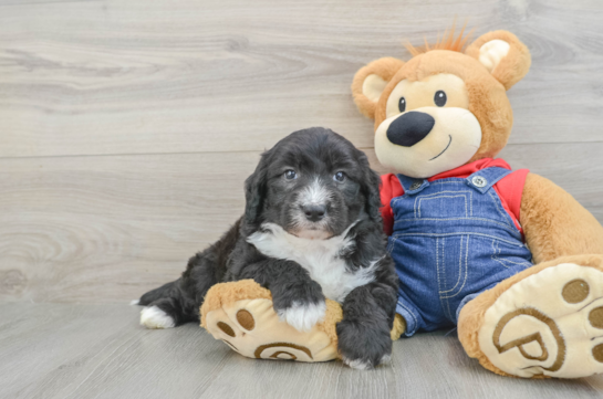 Adorable Sheepdogpoo Poodle Mix Puppy