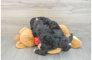 Friendly Mini Sheepadoodle Baby
