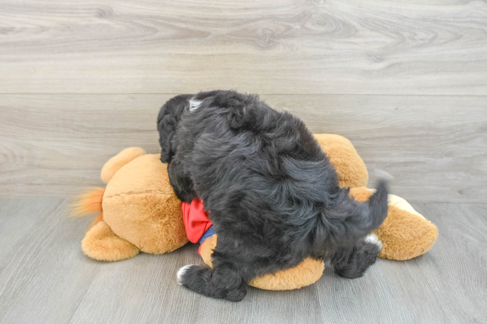 Friendly Mini Sheepadoodle Baby