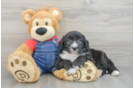 Mini Sheepadoodle Puppy for Adoption