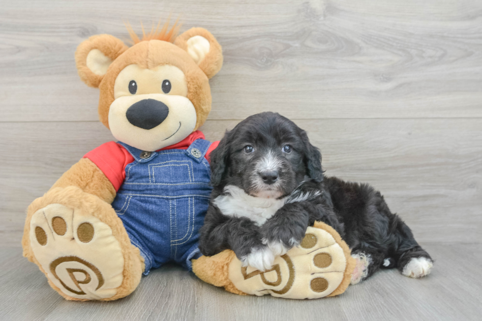 Mini Sheepadoodle Puppy for Adoption