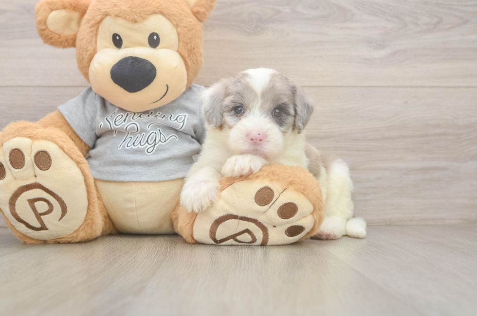 5 week old Mini Sheepadoodle Puppy For Sale - Puppy Love PR