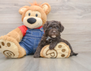 5 week old Mini Sheepadoodle Puppy For Sale - Puppy Love PR