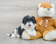 6 week old Mini Sheepadoodle Puppy For Sale - Puppy Love PR