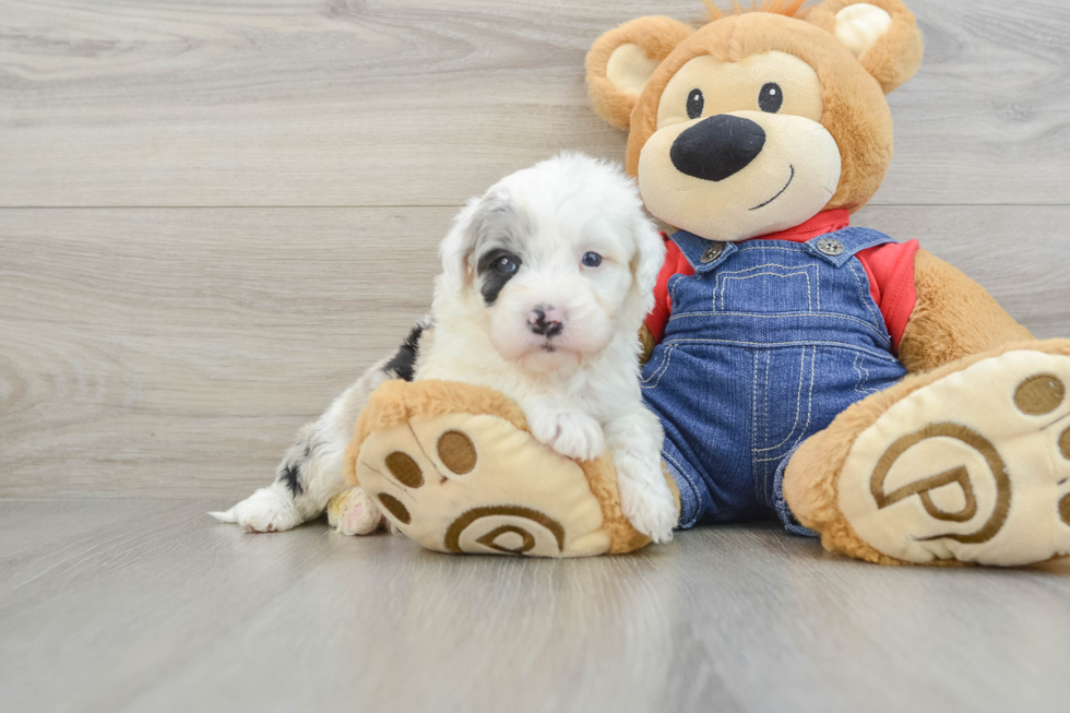 Mini Sheepadoodle Pup Being Cute