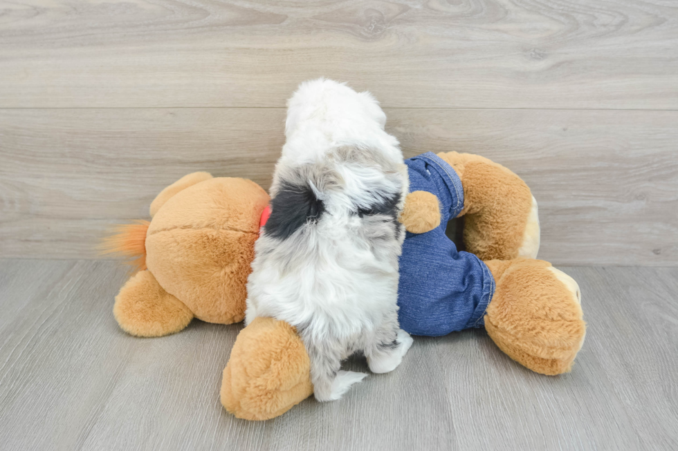 Best Mini Sheepadoodle Baby