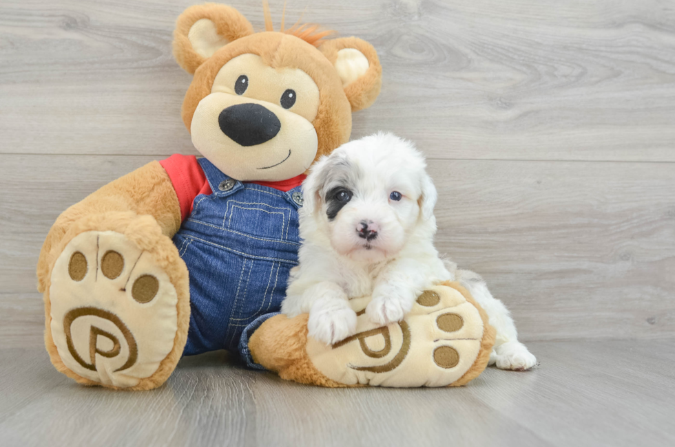 8 week old Mini Sheepadoodle Puppy For Sale - Puppy Love PR