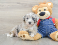 7 week old Mini Sheepadoodle Puppy For Sale - Puppy Love PR