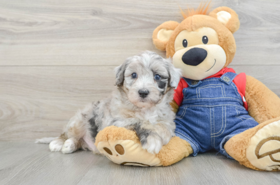 Friendly Mini Sheepadoodle Baby