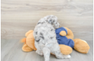 Popular Mini Sheepadoodle Poodle Mix Pup