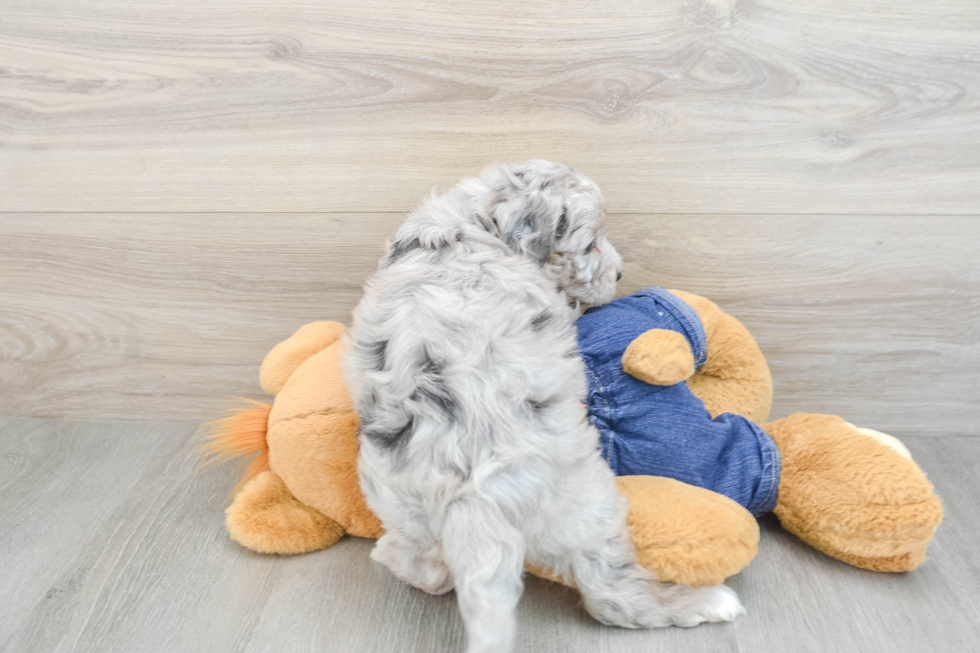 Popular Mini Sheepadoodle Poodle Mix Pup