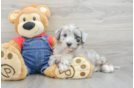 Friendly Mini Sheepadoodle Baby