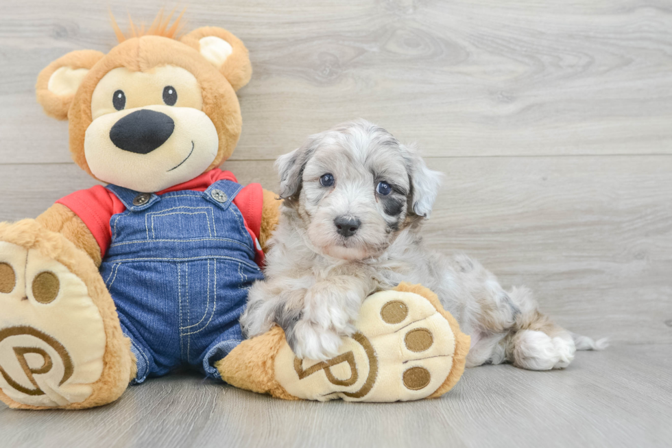 Friendly Mini Sheepadoodle Baby