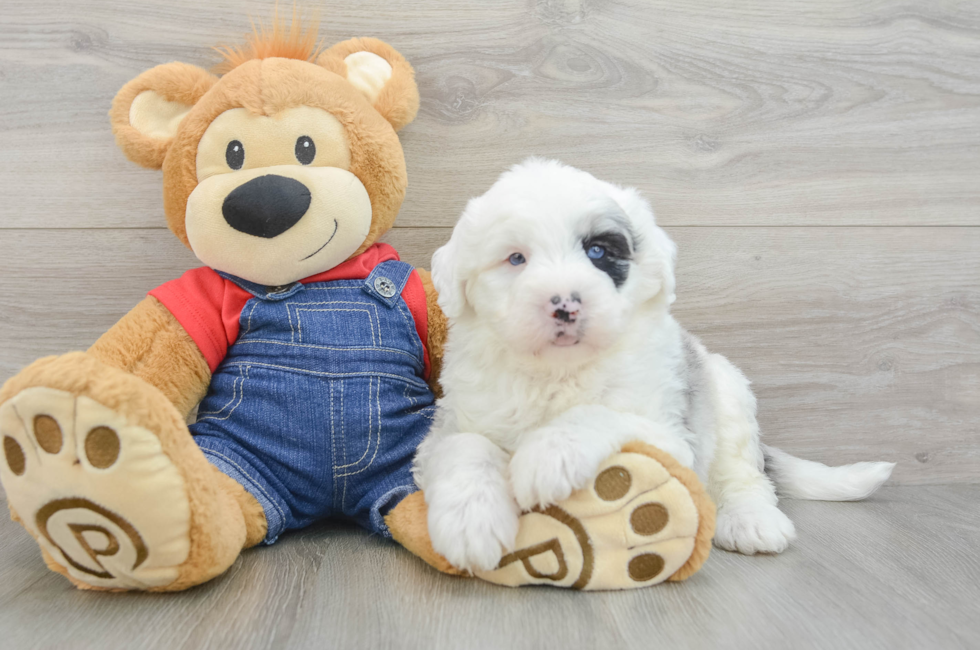 6 week old Mini Sheepadoodle Puppy For Sale - Puppy Love PR