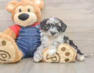 5 week old Mini Sheepadoodle Puppy For Sale - Puppy Love PR