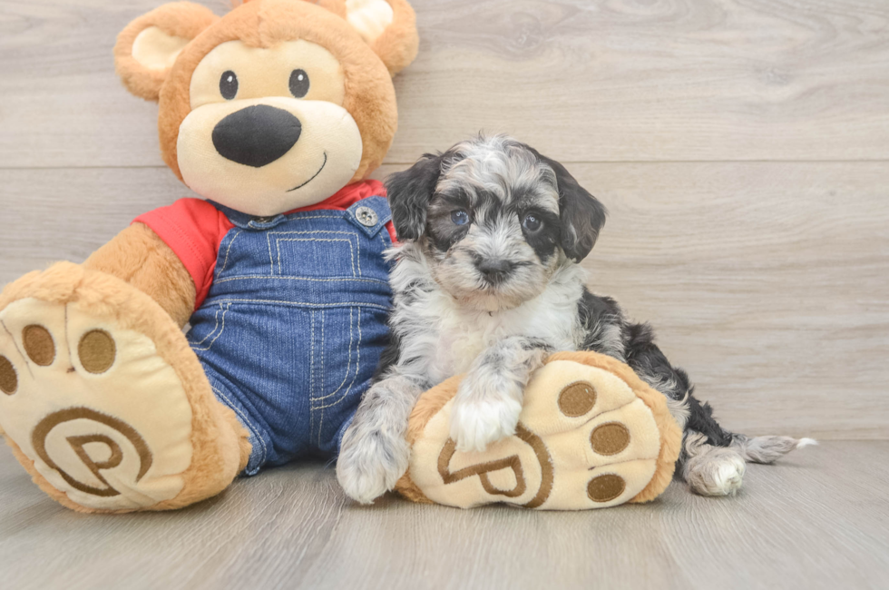 5 week old Mini Sheepadoodle Puppy For Sale - Puppy Love PR