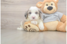 Mini Sheepadoodle Puppy for Adoption