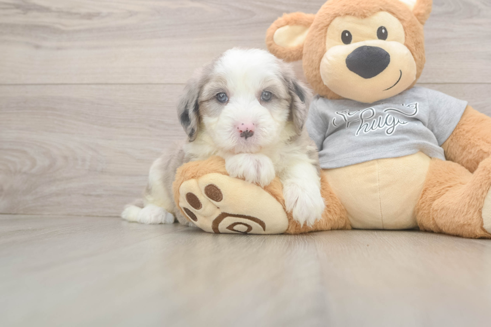Mini Sheepadoodle Puppy for Adoption