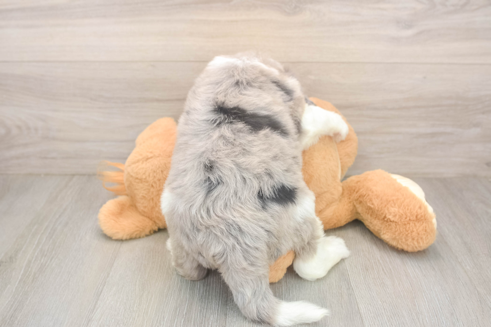 Funny Mini Sheepadoodle Poodle Mix Pup