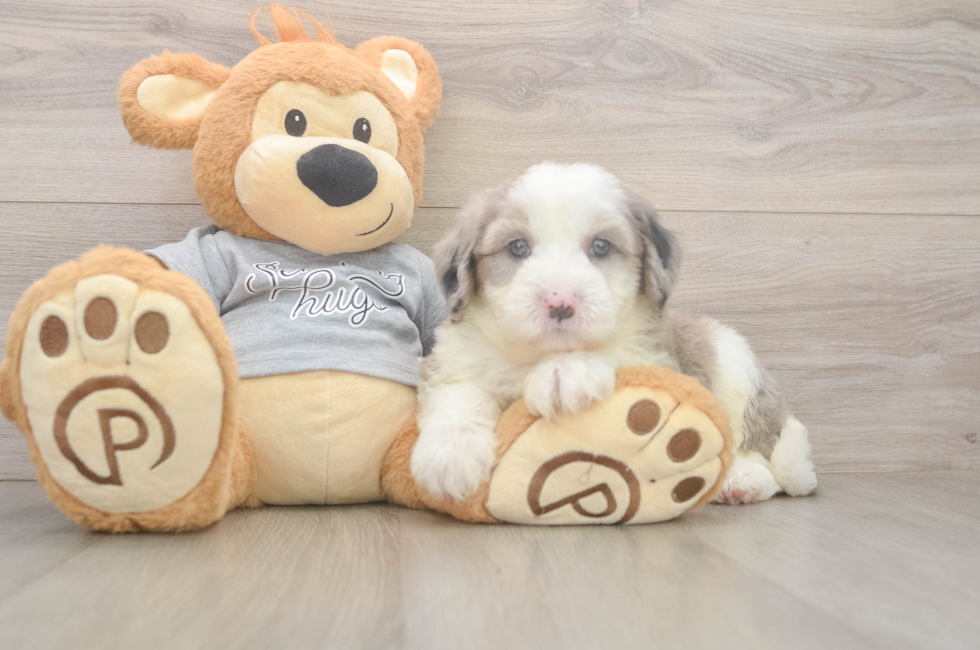 5 week old Mini Sheepadoodle Puppy For Sale - Puppy Love PR