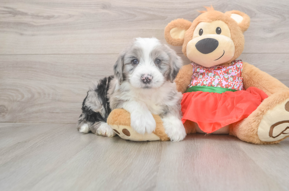 5 week old Mini Sheepadoodle Puppy For Sale - Puppy Love PR