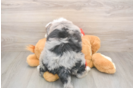 Energetic Mini Sheepapoo Poodle Mix Puppy