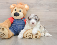 5 week old Mini Sheepadoodle Puppy For Sale - Puppy Love PR