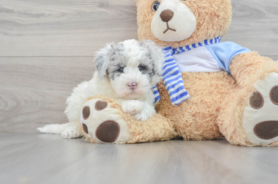 Mini Sheepadoodle Puppy for Adoption