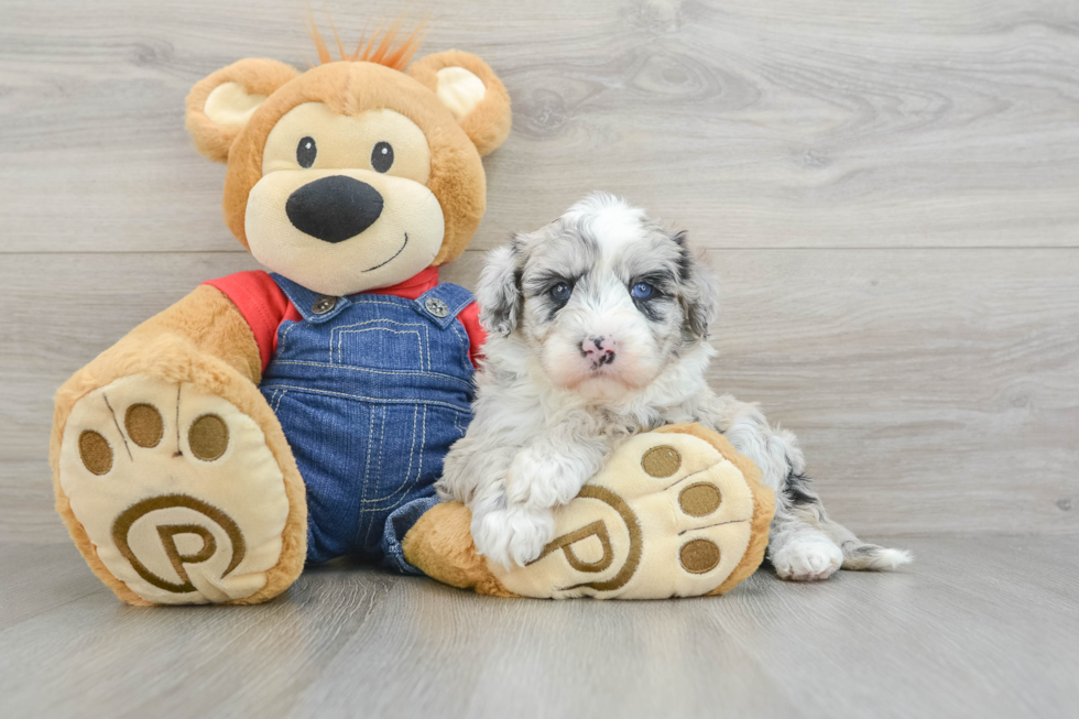 Petite Mini Sheepadoodle Poodle Mix Pup