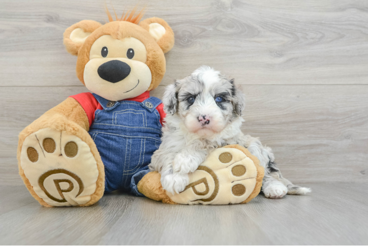 Meet Khalessi - our Mini Sheepadoodle Puppy Photo 1/3 - Puppy Love PR Petite Mini Sheepadoodle Poodle Mix Pup