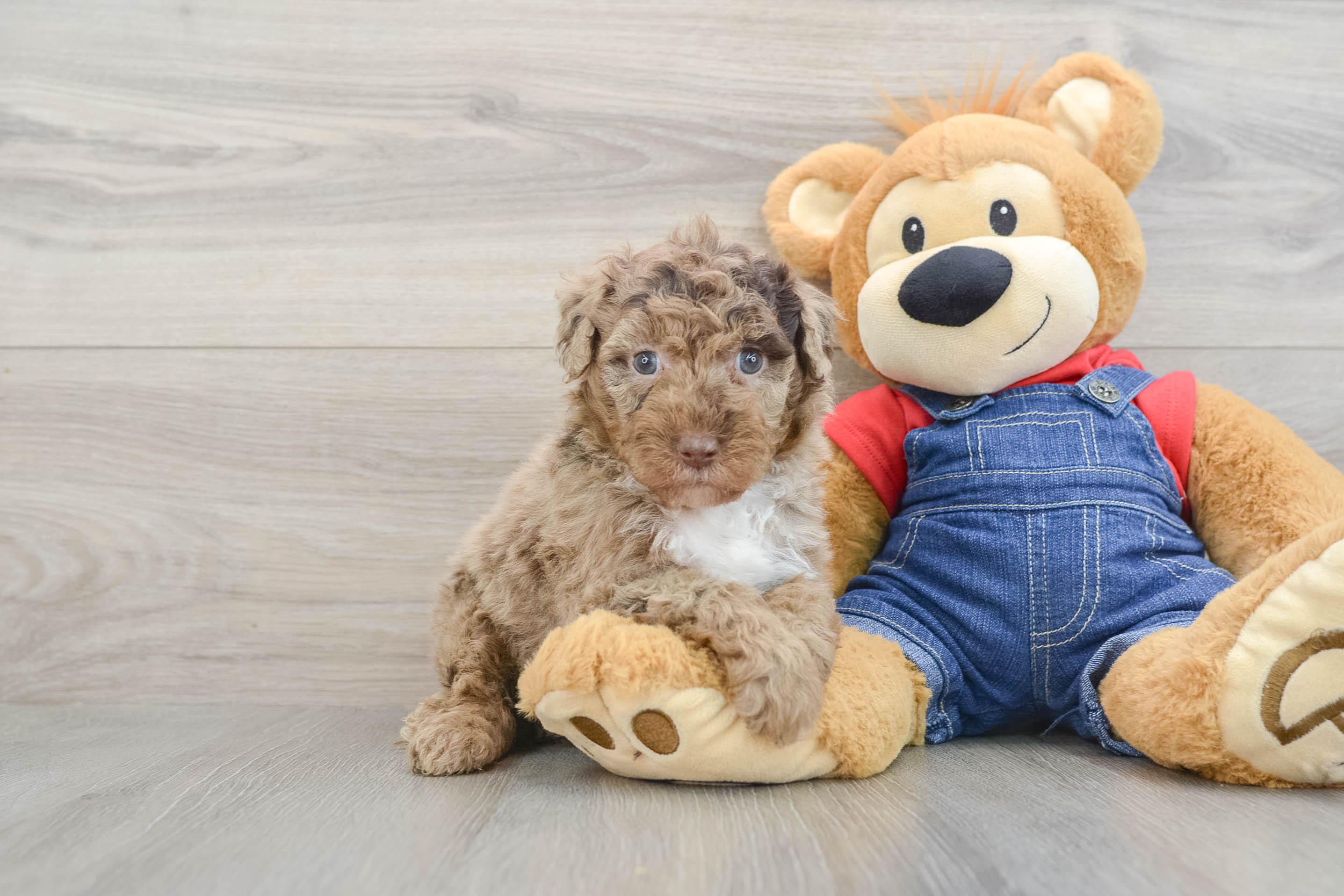 Mini Sheepadoodle Pup Being Cute
