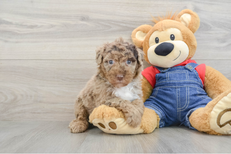 Mini Sheepadoodle Pup Being Cute