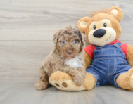 8 week old Mini Sheepadoodle Puppy For Sale - Puppy Love PR