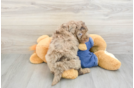 Hypoallergenic Sheep a Poo Poodle Mix Puppy
