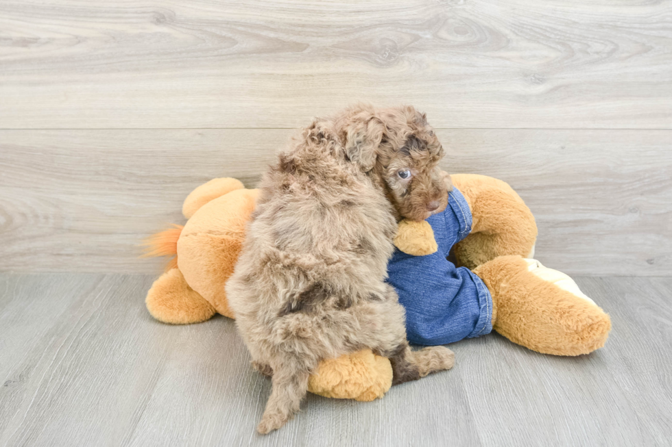 Hypoallergenic Sheep a Poo Poodle Mix Puppy