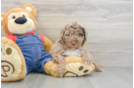 Mini Sheepadoodle Puppy for Adoption