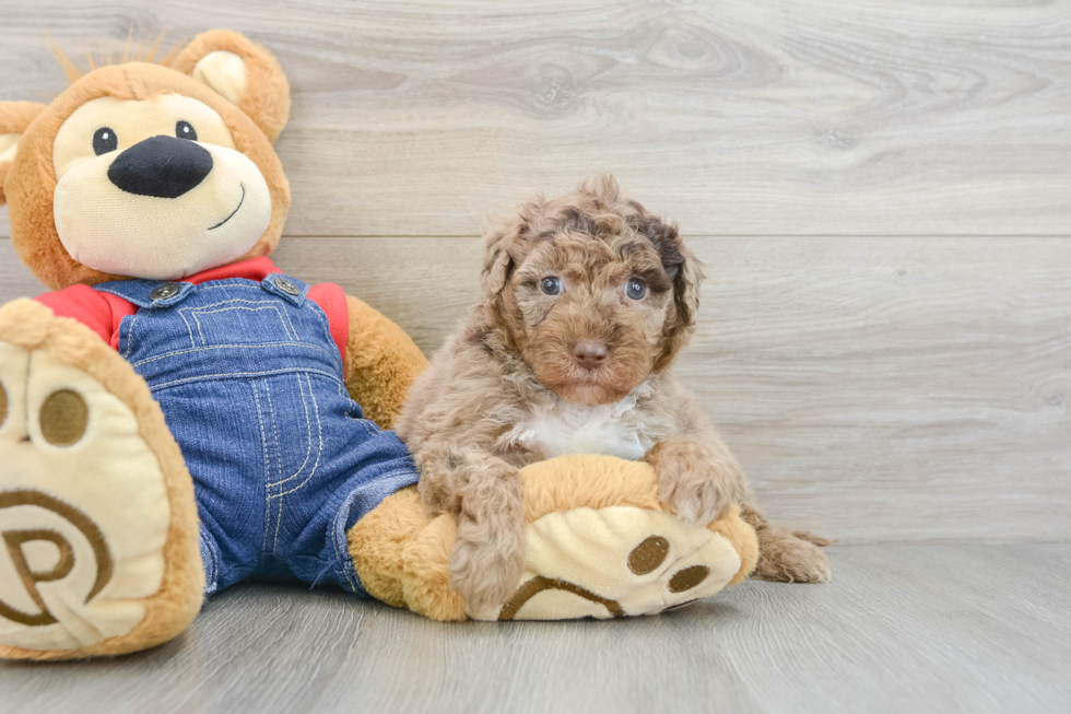 Mini Sheepadoodle Puppy for Adoption