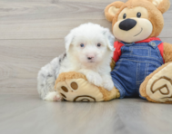 6 week old Mini Sheepadoodle Puppy For Sale - Puppy Love PR