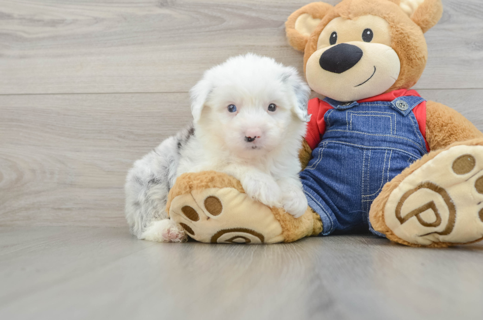 6 week old Mini Sheepadoodle Puppy For Sale - Puppy Love PR